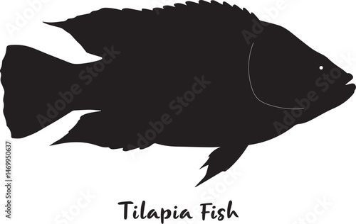 Vector illustration of a silhouette tilapia fish on white background. 