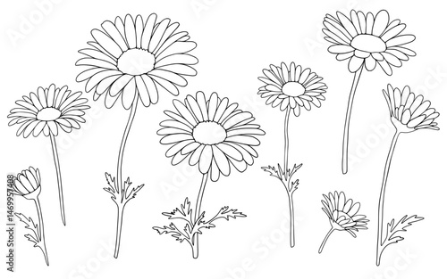Hand Drawn Chamomile Daisy Flowers - Simple Line Vector Wildflowers