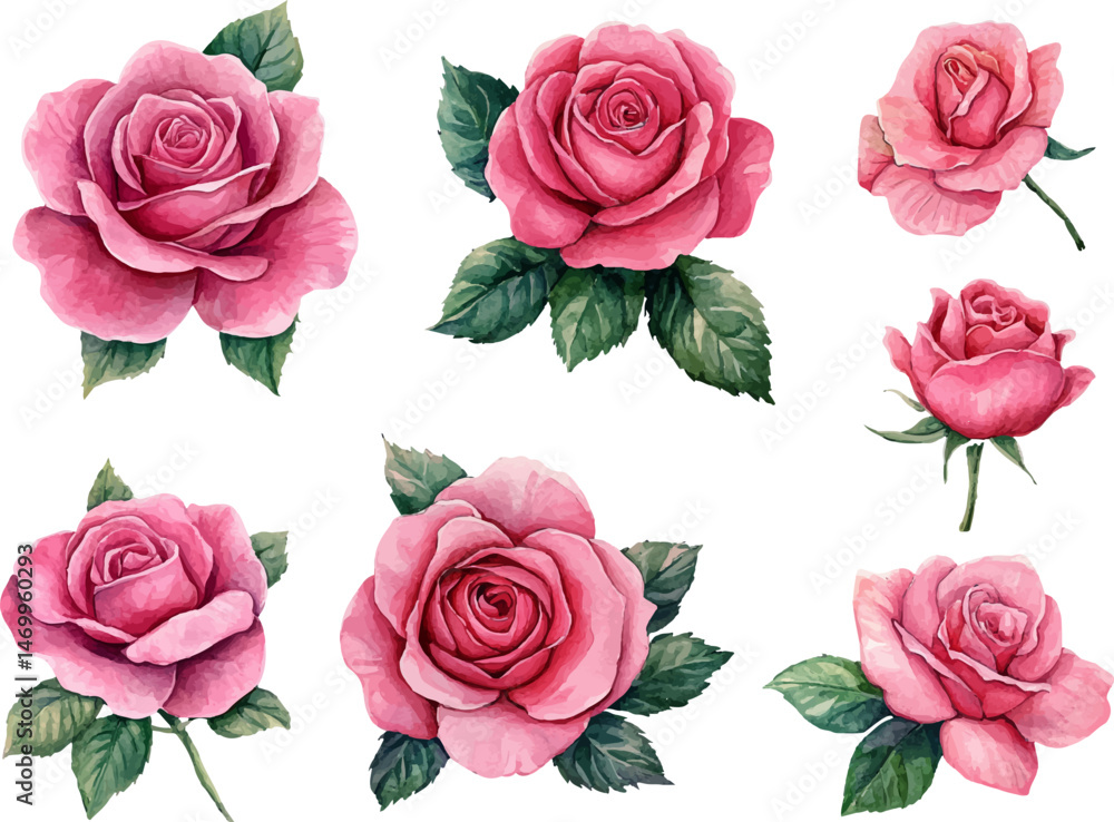 Fototapeta premium Pink Rose in Watercolor Style