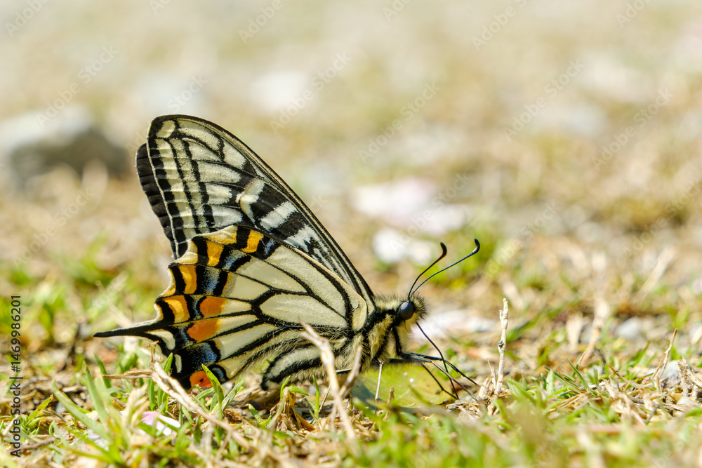 Fototapeta premium 春の草原に舞い降りたアゲハチョウ