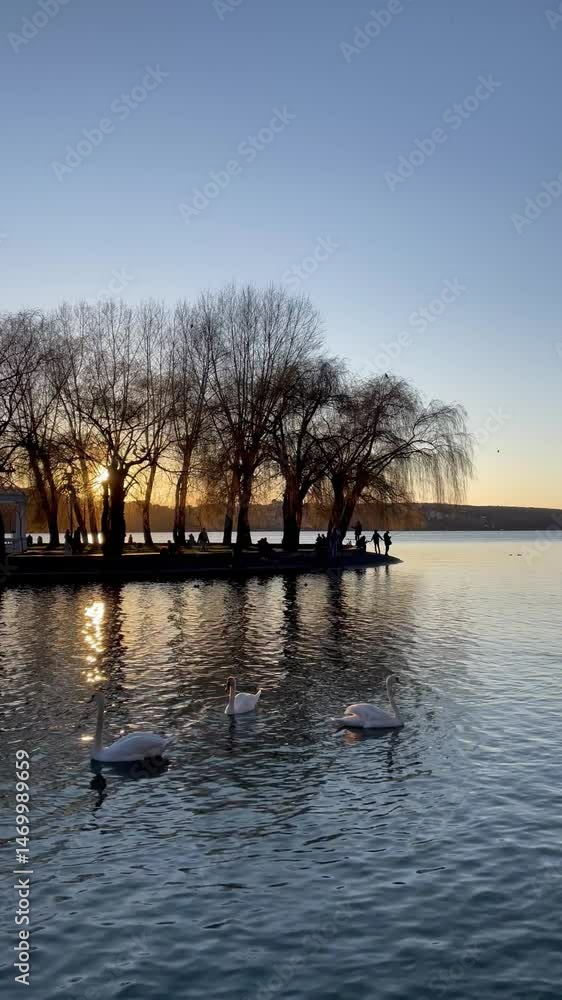 Vertical screen three swans float near the shore of a lake at sunset warm light reflects on the water nearby a park where people stroll calm evening with quiet life unfolding Vertical screen three swans float near the shore of a lake at sunset warm light reflects on the water nearby a park where people stroll calm evening with quiet life unfolding