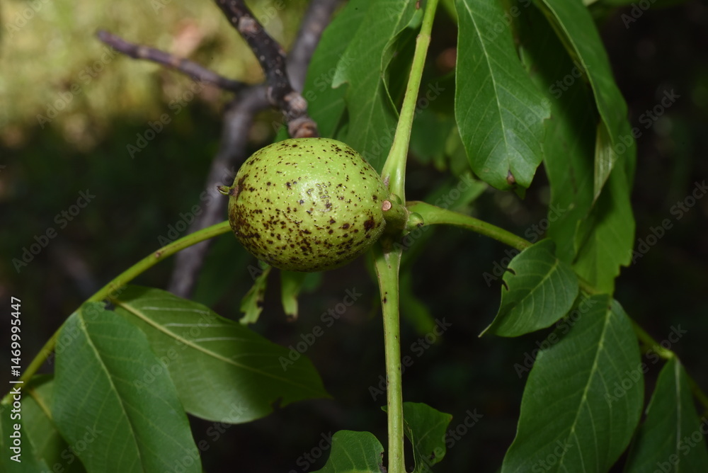 Obraz premium unripe walnuts on tree