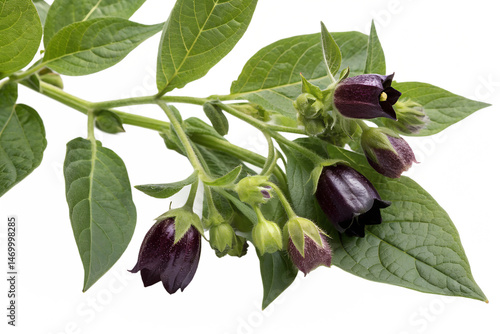 Atropa belladonna flower isolated on white background