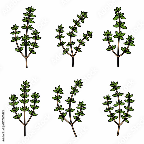 Fresh Thyme: a captivating arrangement, displaying a variety of sprigs of fresh thyme, each one representing a unique instance of culinary artistry, perfect for any cooking enthusiast.
