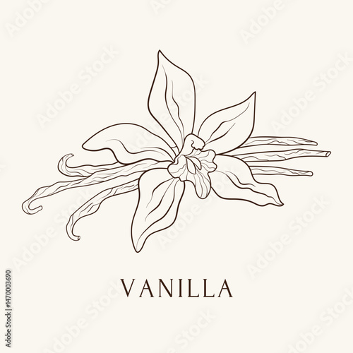 Vanilla flower and sticks. Hand drawn vector illustration