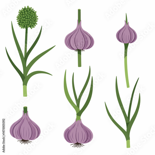 Garlic in Bloom: An artistic depiction showcases garlic plant, with the focus on a fresh garlic with green stalk and leaves, representing the health and natural aspect.