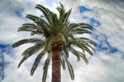 Wallpaper Mural The Arecaceae is a family of  order Arecales.  All commonly known as palms. Those having a tree-like form are  called palm trees. most of which are restricted to tropical and subtropical climates  Torontodigital.ca