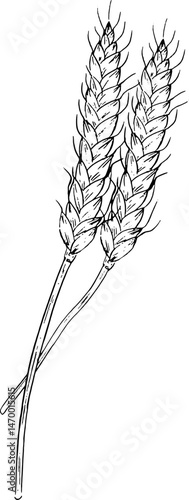 hand drawn wheat
