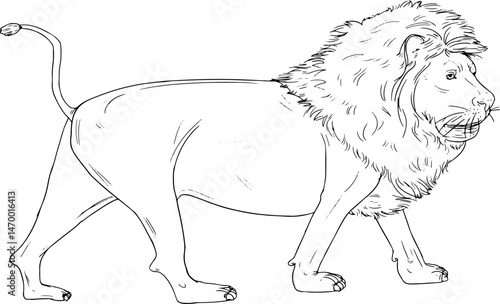 hand drawn lion
