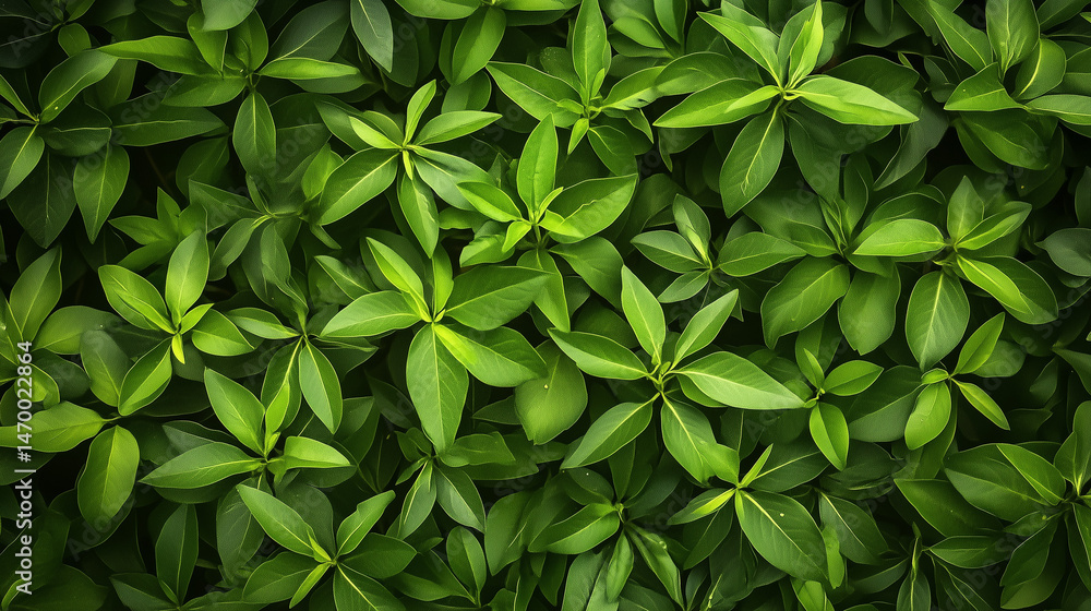Fototapeta premium Green leaves in sunlight, Fresh green leaves, Green leaves background, Fresh green grass, green grass background, green leaves in sunlight, green grass background, Green background