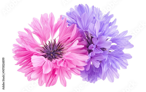 Cornflower like pink and purple flower on white background.png