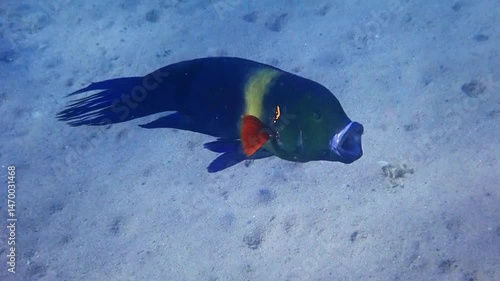 Male of broom-tail wrasse (Cheilinus lunulatus) inspecting coral reefs of the Red Sea, it belongs to family Labridae. Here is big fish with crescent-shaped spot on gill cover and long tail like broom