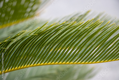 Wallpaper Mural Palmenblatt Torontodigital.ca