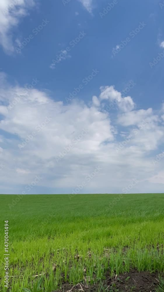 Vertical screen bright green grass under vivid blue sky with scattered white clouds natural background perfect for copy space clean fresh vibrant outdoor scene Vertical screen bright green grass under vivid blue sky with scattered white clouds natural background perfect for copy space clean fresh vibrant outdoor scene