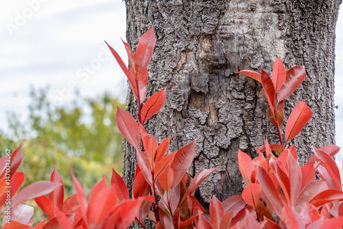 Wallpaper Mural Nahaufnahme Baumstamm umgeben mit Rotlaubiger Glanzmispel Torontodigital.ca
