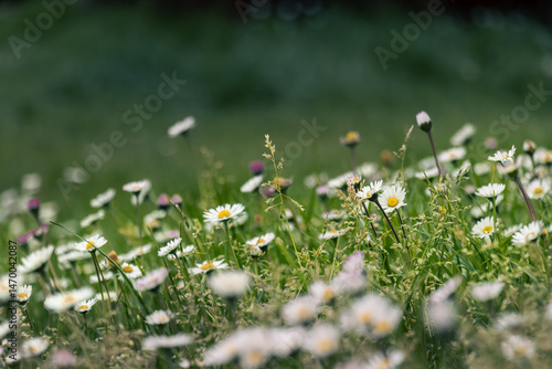 Wallpaper Mural Gänseblümchen  Torontodigital.ca