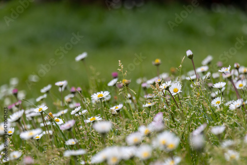 Wallpaper Mural Gänseblümchen  Torontodigital.ca