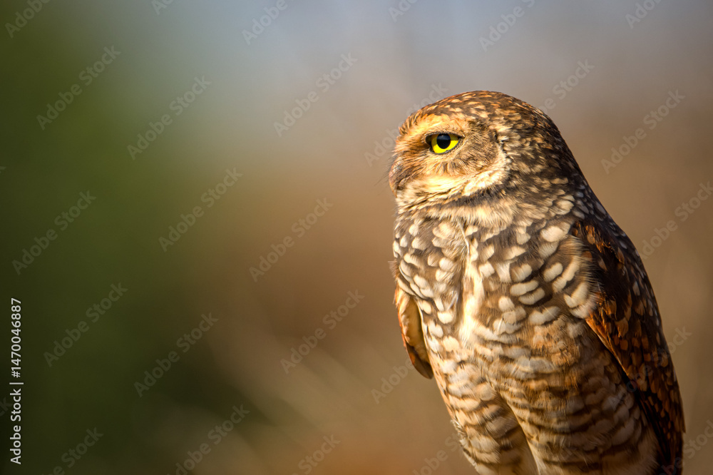 Fototapeta premium ''Close-Up of a Burrowing Owl Perched on a Stick: A Moment in the Wild
