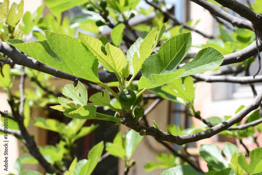 Obraz premium green leaves in spring