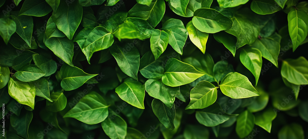 Green leaves in sunlight, Fresh green leaves, Green leaves background, Fresh green grass, green grass background, green leaves in sunlight, green grass background, Green background. Green leaves in sunlight, Fresh green leaves, Green leaves background, Fresh green grass, green grass background, green leaves in sunlight, green grass background, Green background.