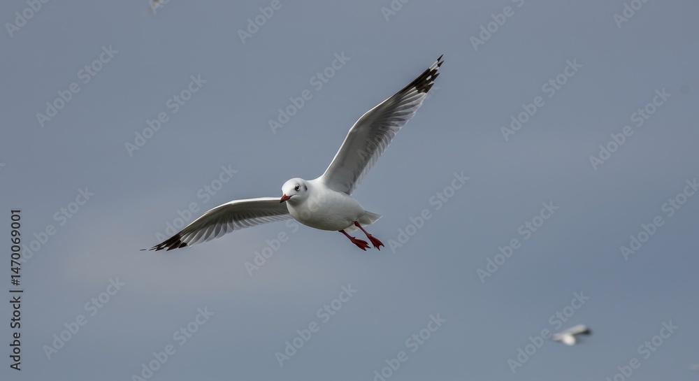 Obraz premium Graceful Gull in Flight - A single gull soars through a pale sky, wings outstretched, symbolizing freedom, grace, journey, nature, and wildness