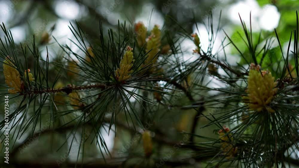 Green thorns on a pine tree on a sunny day.
Evergreen tree growing in a park.
Blooming pine tree and cones on it in close-up, macro photography Green thorns on a pine tree on a sunny day.
Evergreen tree growing in a park.
Blooming pine tree and cones on it in close-up, macro photography