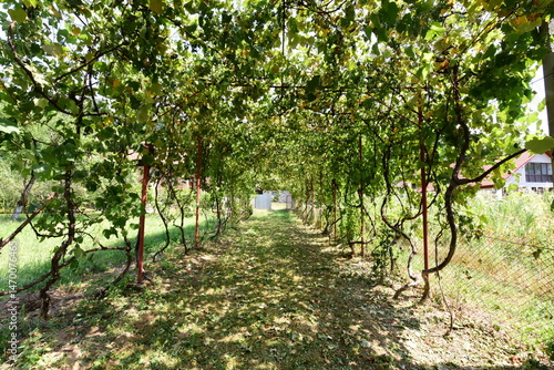 Fotografía apple orchard in spring