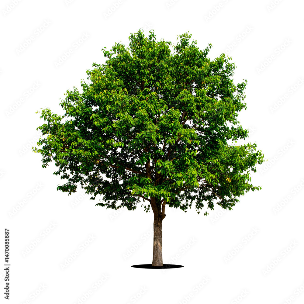 Fototapeta premium A lush green tree with a dense, rounded canopy and sturdy trunk.
