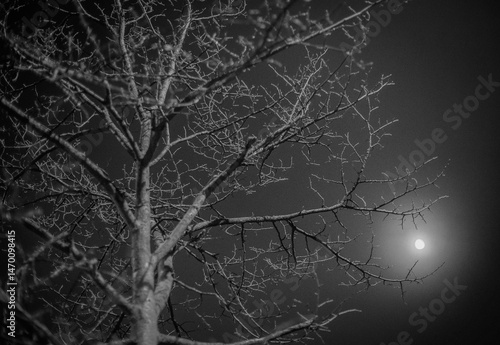 Cold tree of winter