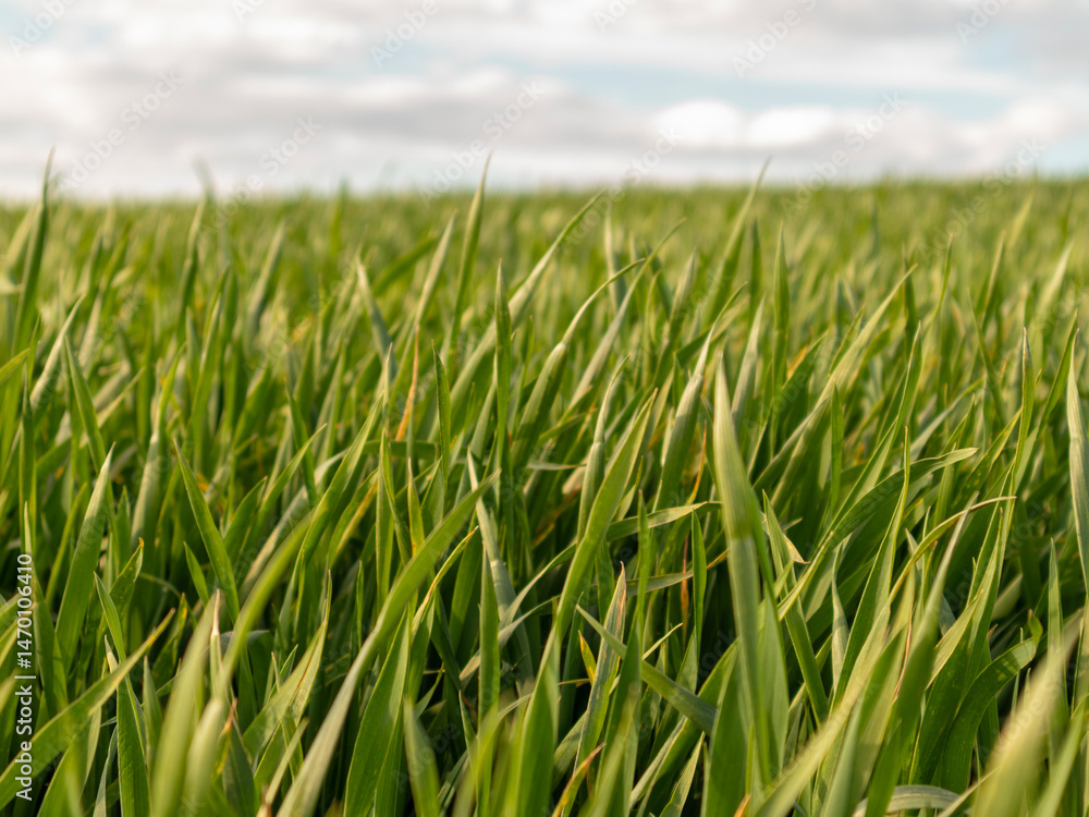 Fototapeta premium Bright green blades of grass sway slowly, illuminated by sunlight, with a backdrop of fluffy clouds on a clear day