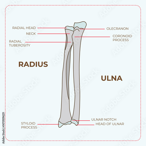Radius and Ulna Illustration