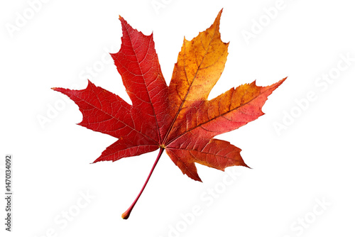 maple leaf isolated on white