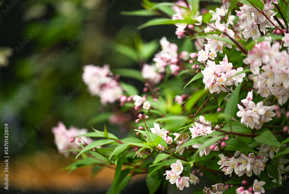 Close up of Ditzy Deutzia Nikko Blush Flowering in Garden Close up of Ditzy Deutzia Nikko Blush Flowering in Garden
