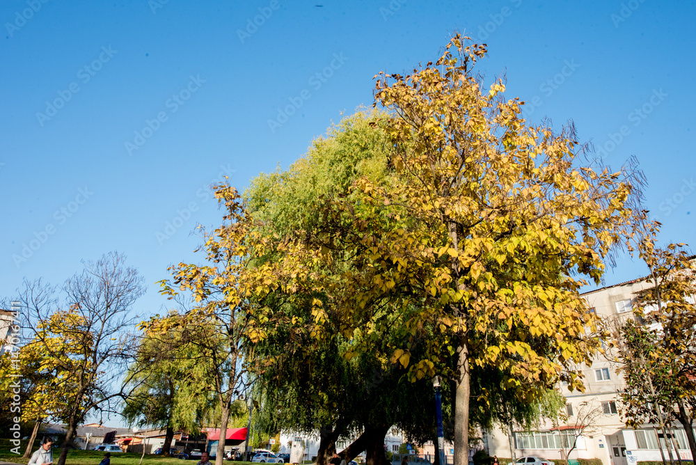 Naklejka premium autumn in the park