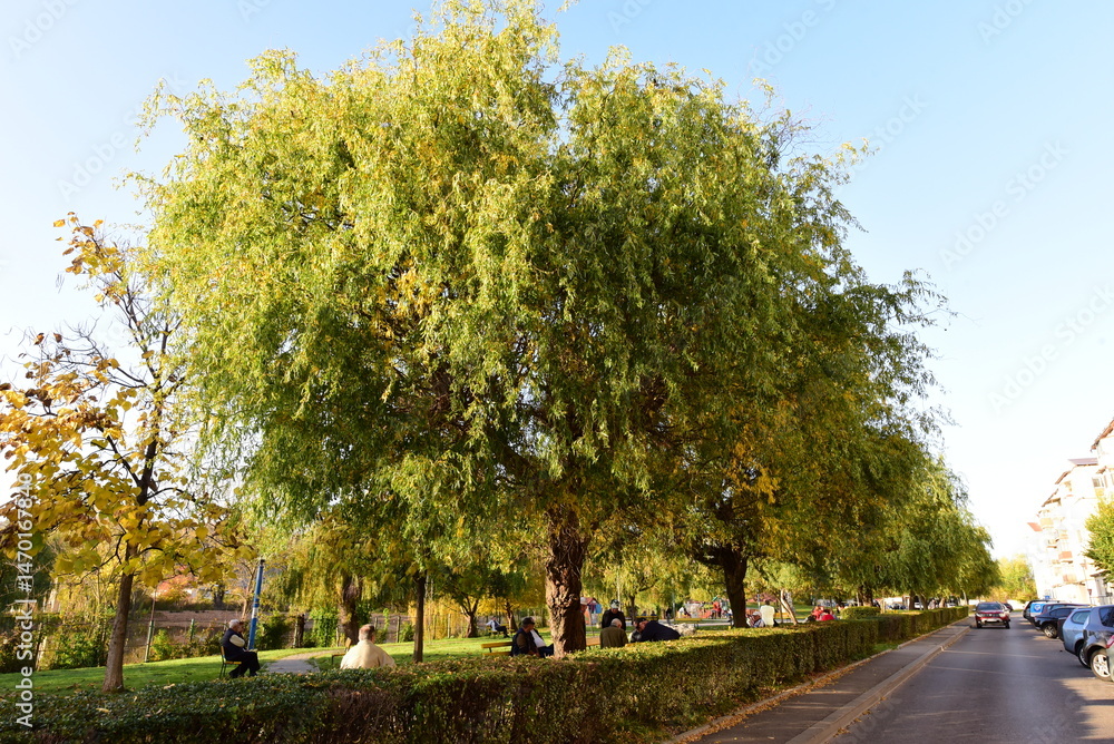 Naklejka premium spring in the park