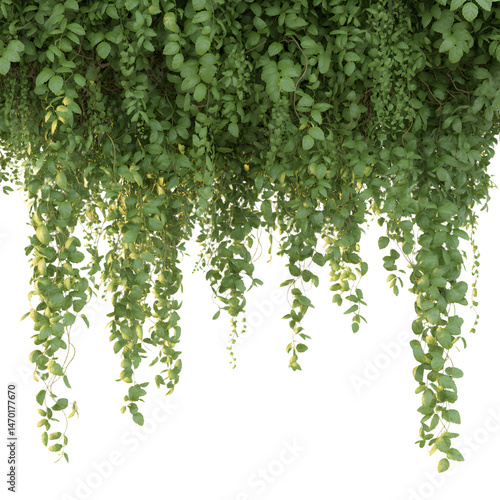 Wallpaper Mural Lush Green Hanging Foliage Isolated On White Background For Decoration Design Torontodigital.ca