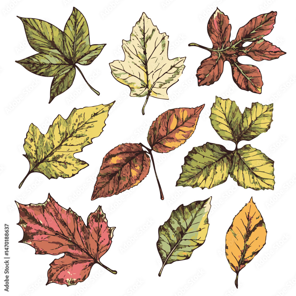 Obraz premium Collection Of Different Autumn Leaves Vector Illustration Isolated On White Background
