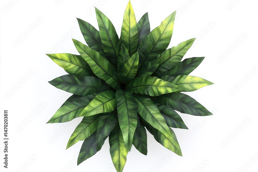 Lush green foliage plant in pot, viewed from above Lush green foliage plant in pot, viewed from above