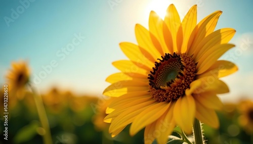 Close-up of a vibrant sunflower, petals unfurling towards the sun , beauty, closeup, yellow