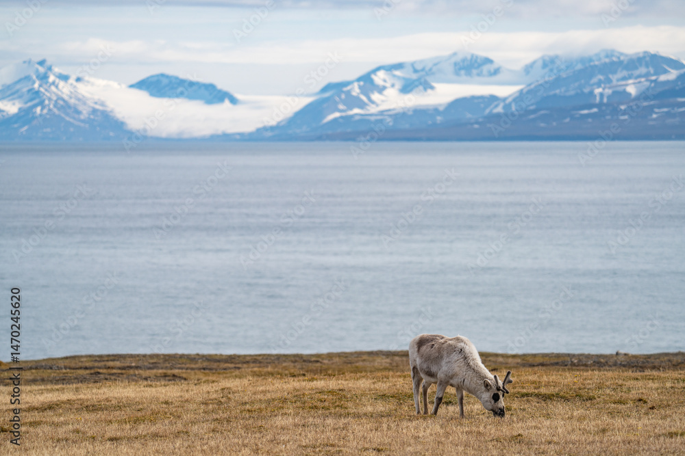 Obraz premium Svalbard reindeer (Rangifer tarandus platyrhynchus) grazing in a field, with snow covered mountains and the Arctic Ocean in the background, in Alkhornet, Svalbard, Norway