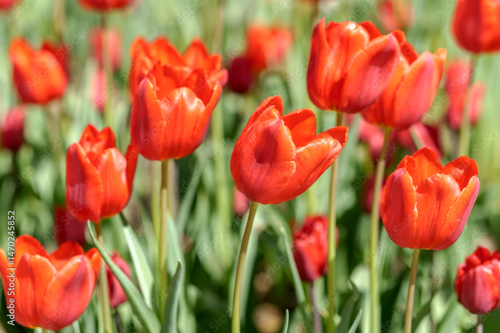 Fototapeta premium Field of beautiful red tulips. Natural floral background.