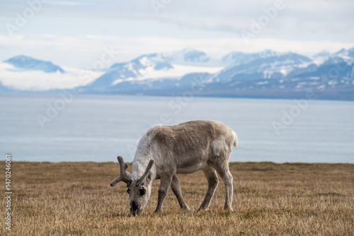 Svalbard reindeer (Rangifer tarandus platyrhynchus) grazing in a field, with snow covered mountains and the Arctic Ocean in the background, in Alkhornet, Svalbard, Norway