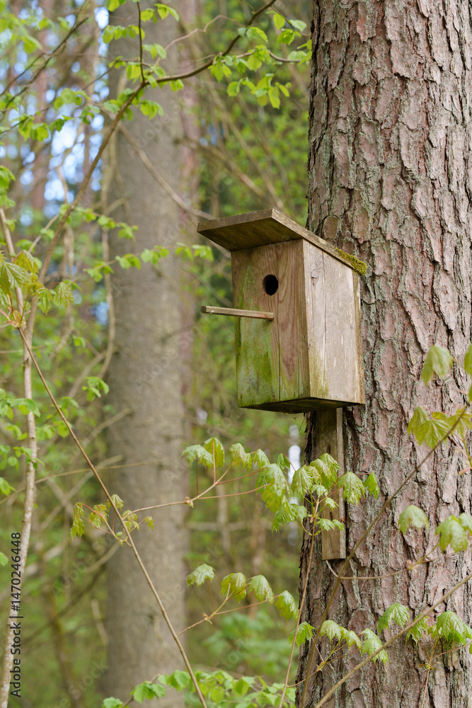 A birdcage is attached to a tree in the forest A birdcage is attached to a tree in the forest