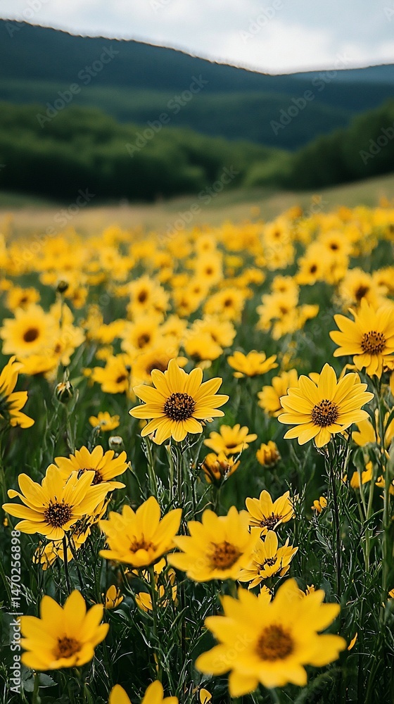 A field of bright yellow flowers with mountains in the background A field of bright yellow flowers with mountains in the background