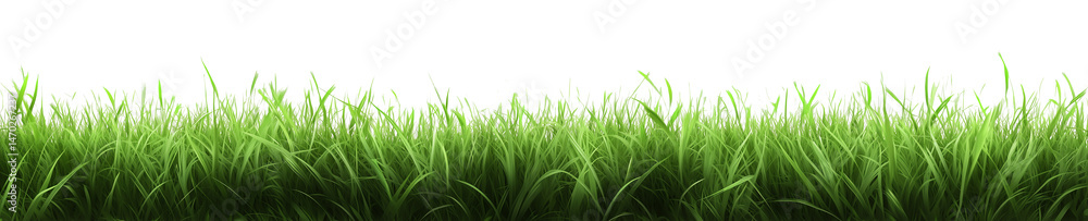 Fototapeta premium green grass border with transparent background