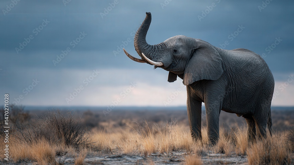 Obraz premium Khris elephant sniffing wind savannah wildlife photography open grassland side view nature exploration