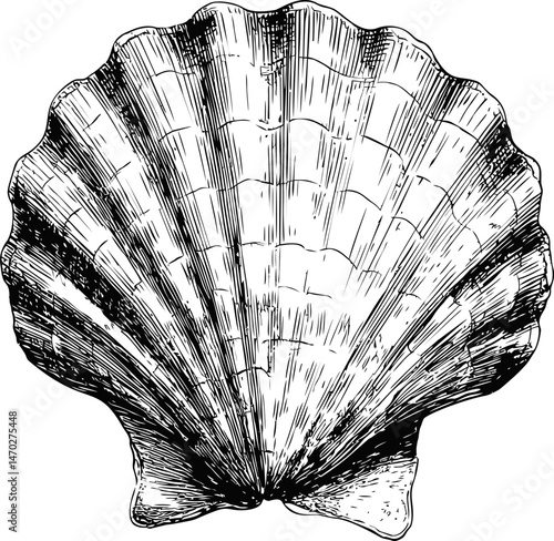 Detailed black and white illustration of a scallop seashell sketch. Vector illustration