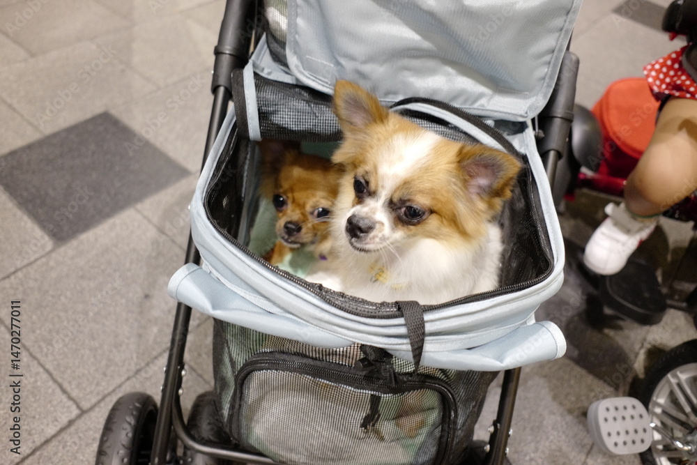 Εκτύπωση καμβά Two adorable small dogs in a stroller resting comfortably with a playful atmosph