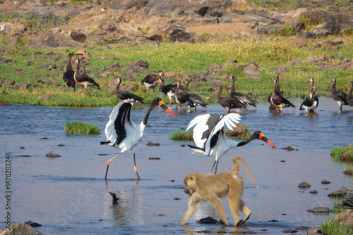 Wildlife on a river bank in Tanzania