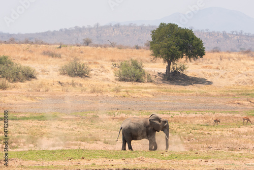 Elephant in Tanzania